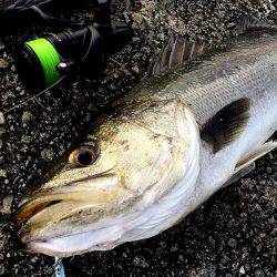 １７エクスセンス4000MXG　デビュー　７０ｃｍUP